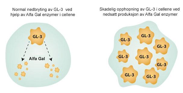 Illustrasjon av nedbrytning av GL-3 i cellene ved Fabry sykdom